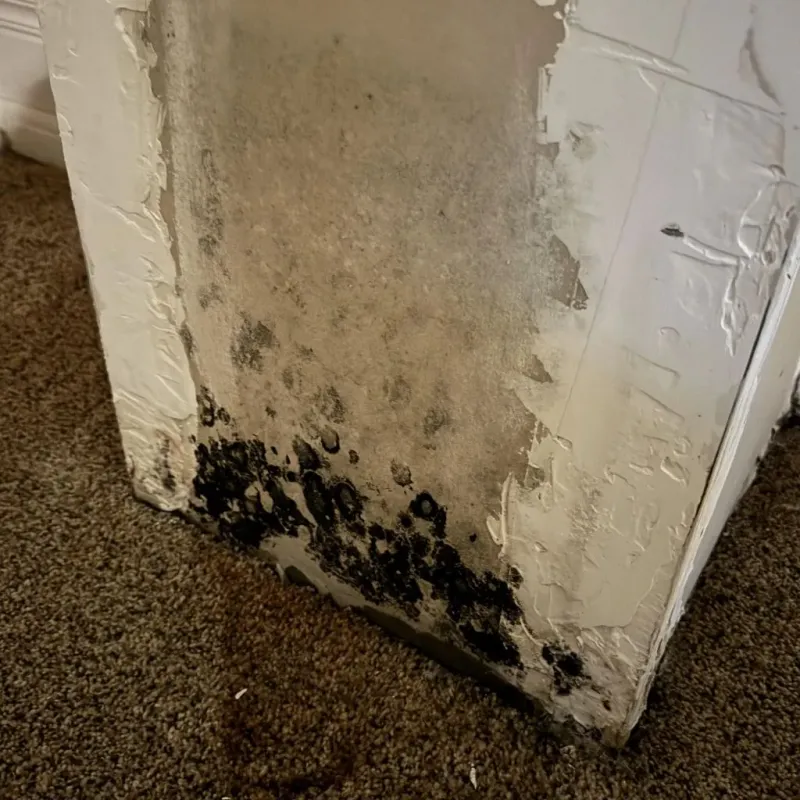 Professional Mold Removal in Herndon, VA